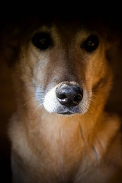 Ritratto Cane Randagio Che Subisce Abusi Sugli Animali Nelle Strade — Foto Stock