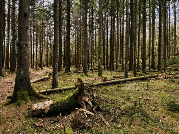 Primer Plano Madera Muerta Bosque Larvik Noruega — Foto de Stock