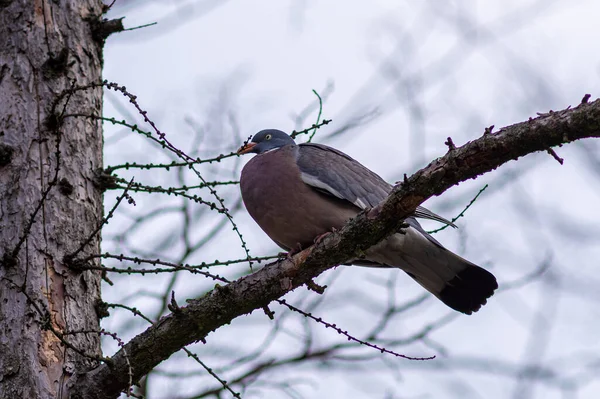 Eine Flache Aufnahme Einer Gewöhnlichen Waldtaube Die Auf Einem Zweig — Stockfoto