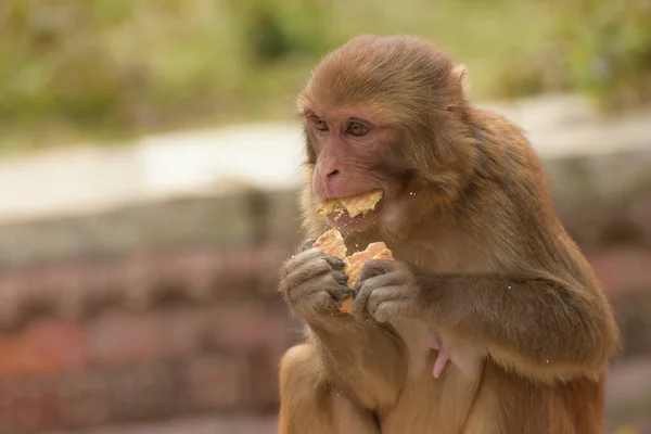 Een Selectieve Focus Van Een Beige Aap Die Eet — Stockfoto