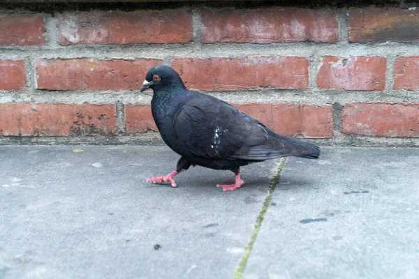 Eine Schwarze Taube Geht Auf Dem Bürgersteig — Stockfoto
