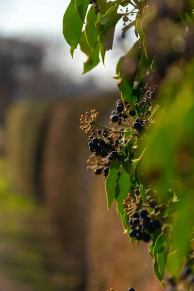 Güneş Işığı Altında Siyah Elderberry Nin Seçici Odak Noktası — Stok fotoğraf