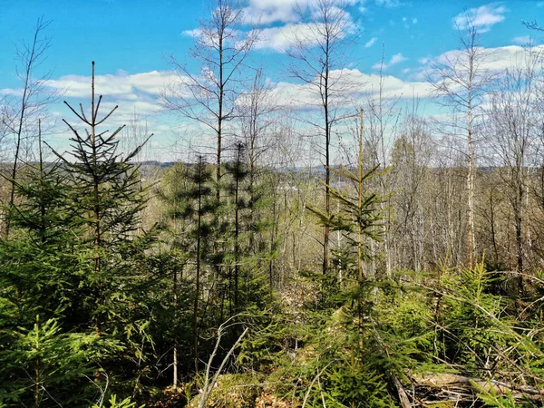 Eine Vertikale Aufnahme Buschiger Bäume Einem Wald Larvik Norwegen — Stockfoto