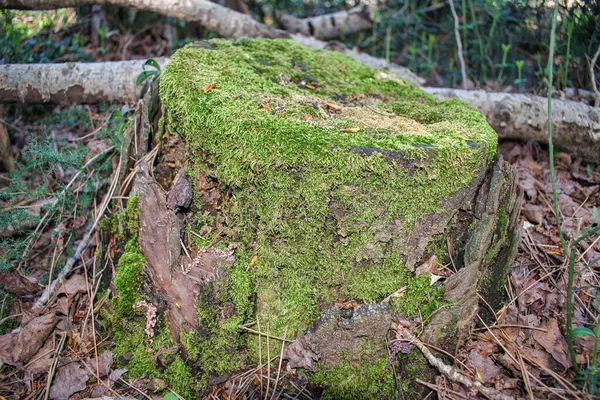 Detailní Záběr Pařezu Pokrytého Zeleným Mechem — Stock fotografie