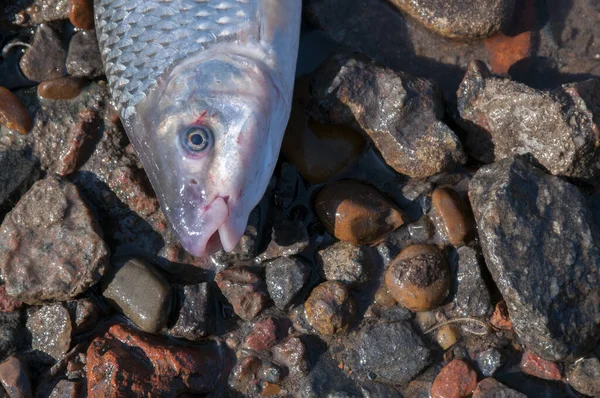 A closeup of dead fish on the river caused by pollution near a thermal power station