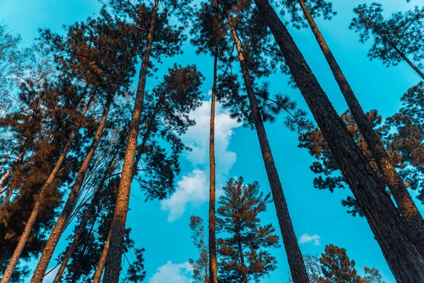 Plan Angle Bas Grands Arbres Sur Ciel Bleu — Photo