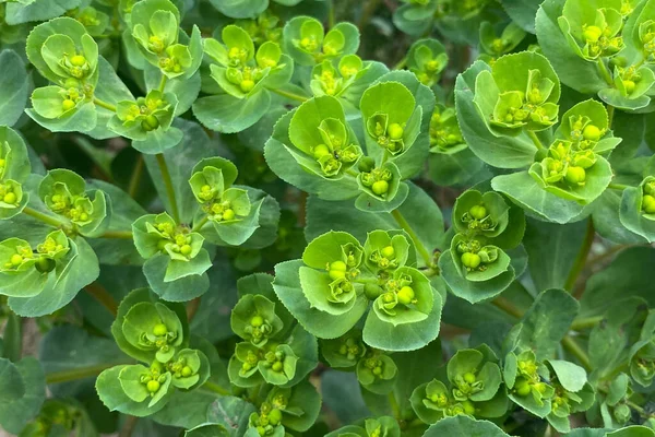 Zbliżenie Bujnej Zieleni Liści Kwiatów Trawy Euphorbia Helioscopia Rosnących Dzikim — Zdjęcie stockowe