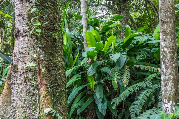 Sommige Planten Mossige Boomstammen Een Atlantisch Bos — Stockfoto