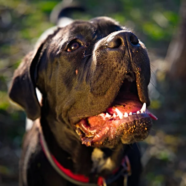Портрет Собаки Відкритим Ротом — стокове фото