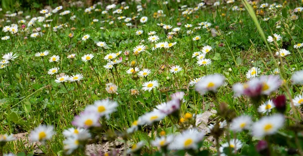 Una Foto Vicino Livello Del Suolo Campo Margherita — Foto Stock