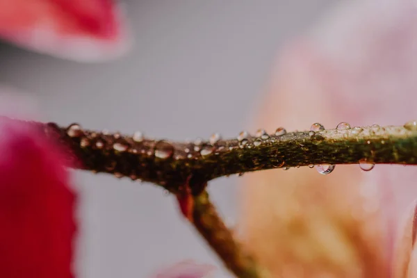 Primer Plano Gotas Agua Floreciente Árbol Magnolia Primavera — Foto de Stock