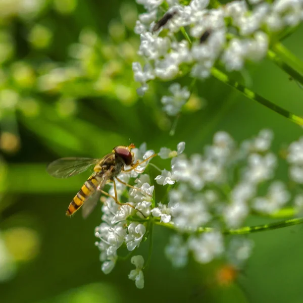 Piękny Strzał Pszczoły Zbierającej Pyłek Białym Kwiatku — Zdjęcie stockowe