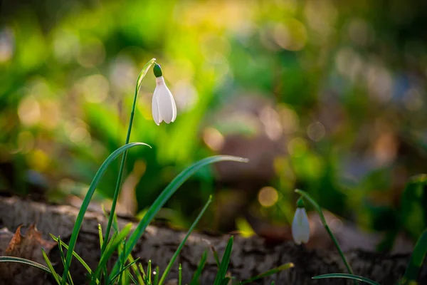 Shallow Focus Shot White Snowdrop Blooming Forest — Stock Photo, Image