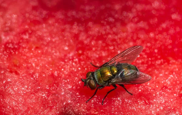 Nahaufnahme Einer Fliege Auf Einer Wassermelone — Stockfoto