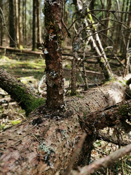 Disparo Vertical Ramas Madera Muerta Bosque Larvik Noruega — Foto de Stock