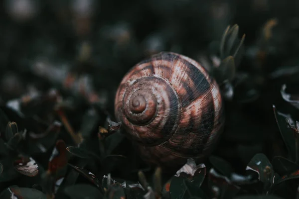 Tiro Perto Caracol Rastejante — Fotografia de Stock