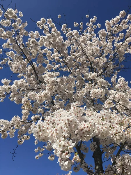 Vue Angle Bas Cerisier Avec Des Fleurs Blanches Sous Ciel — Photo