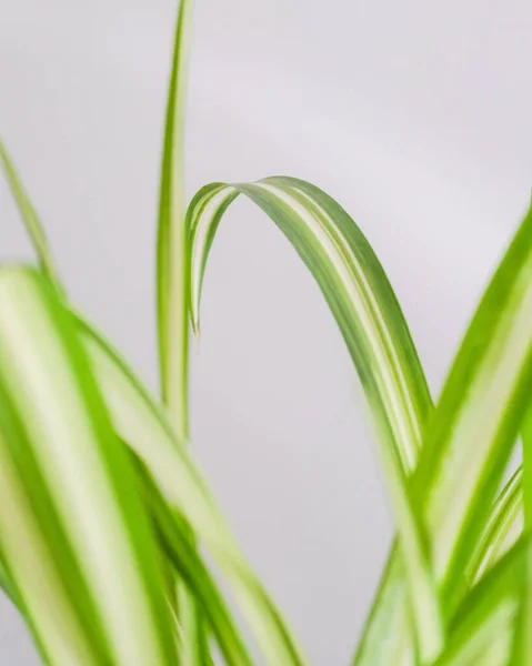 Primer Plano Una Planta Interior Sobre Fondo Blanco — Foto de Stock