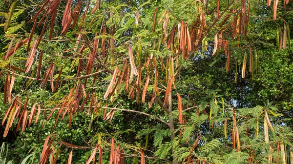 Piękny Strzał Syberyjski Peashrub Caragana Arborescens — Zdjęcie stockowe
