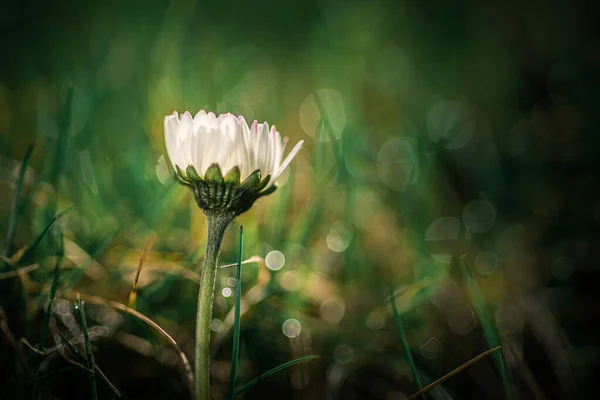 Top View Blooming Chamomile Forest — Stock Photo, Image