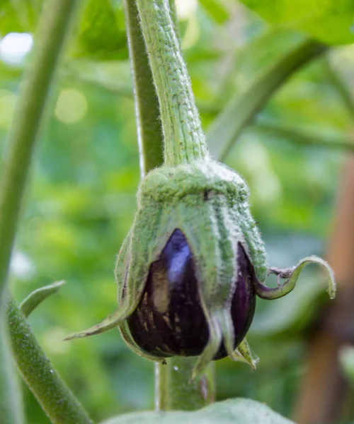 Blüten Und Früchte Von Violetten Auberginen Der Bio Gartenpflanze — Stockfoto