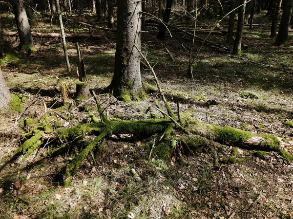 Zbliżenie Martwego Drewna Pokrytego Mchem Lasach Larvik Norwegia — Zdjęcie stockowe