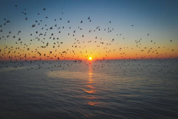 Troupeau Oiseaux Volant Dessus Mer Bleue Pendant Coucher Soleil Pittoresque — Photo