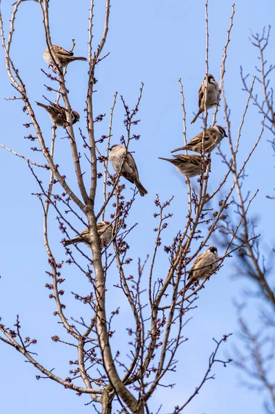 Eine Vertikale Aufnahme Eurasischer Baumpatzen Auf Dem Baum Vor Dem — Stockfoto