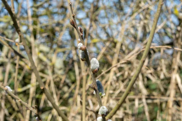 Bosque Seco Con Ramas Plantas Sin Hojas Árboles Pequeños — Foto de Stock