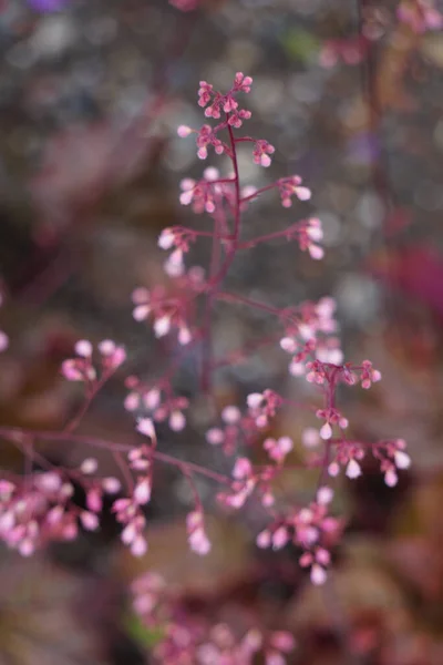 Una Macro Toma Flores Pequeñas Rosadas — Foto de Stock