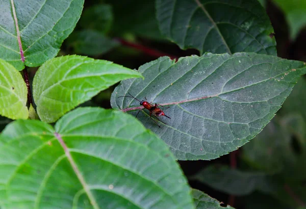Yeşil Ağaç Yapraklarındaki Küçük Bir Böceğin Yakın Çekimi — Stok fotoğraf