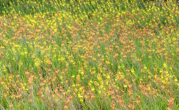 Eine Nahaufnahme Blühender Wildblumen Auf Einem Feld — Stockfoto