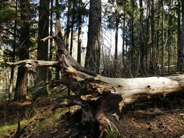 Norveç Larvik Kentindeki Bir Ormanda Yakın Çekim — Stok fotoğraf