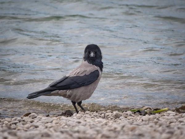 海燕在海岸上的一种有选择性的有冠乌鸦的聚焦点 — 图库照片