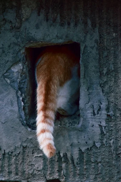 Vertical Shot Ginger Cat Climbing Hole — Stock Photo, Image