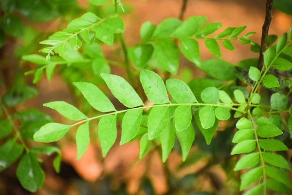 Zbliżenie Zielonych Liści Phyllanthus — Zdjęcie stockowe