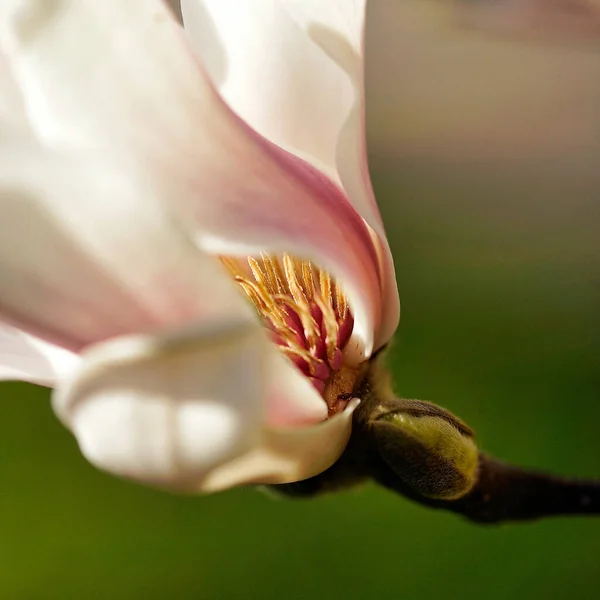 Closeup Beautiful Pink Magnolia Flower Tree Branch — Stock Photo, Image