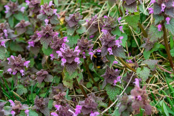 Una Pequeña Abeja Colgando Hojas Flores Ortiga Muerta Púrpura Matorral —  Fotos de Stock