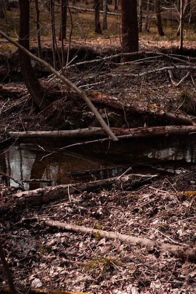 Schöne Aufnahme Eines Sees Wald — Stockfoto