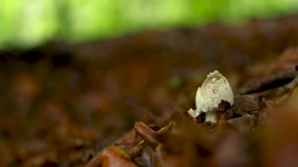 Közelkép Egy Gyönyörű Fehér Gombáról Erdőben — Stock videók
