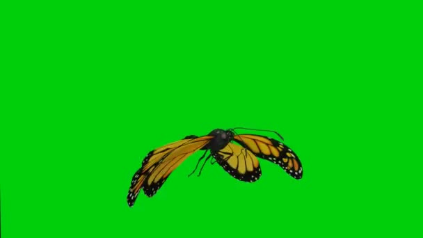 Beautiful Butterfly Green Background — Stock Video