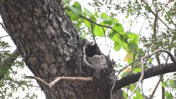 Plan Rapproché Arbre Dans Forêt — Video