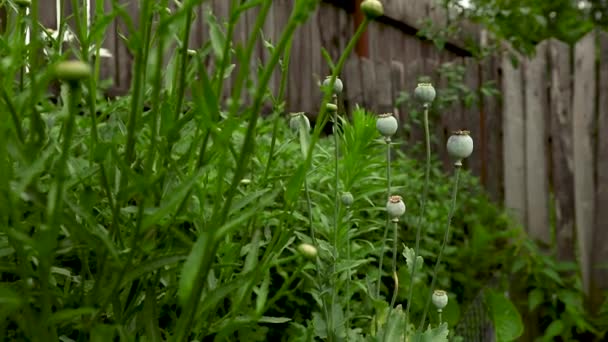 Hierba Verde Jardín — Vídeos de Stock