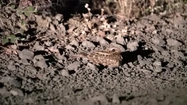 Closeup Nighjar Sitting Rocky Ground Shot — Stock Video