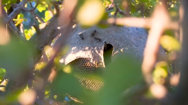 Een Close Shot Van Een Jonge Mooie Vogel — Stockvideo