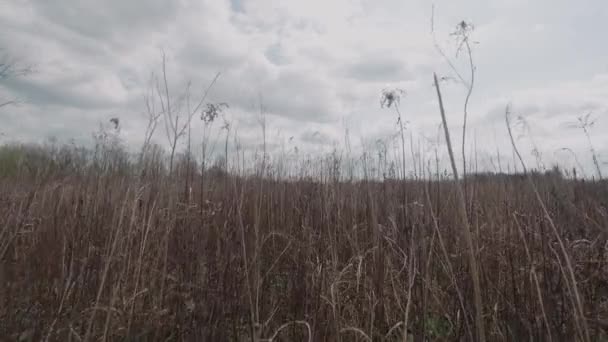 Природний Вид Сушені Трави Сільській Місцевості — стокове відео