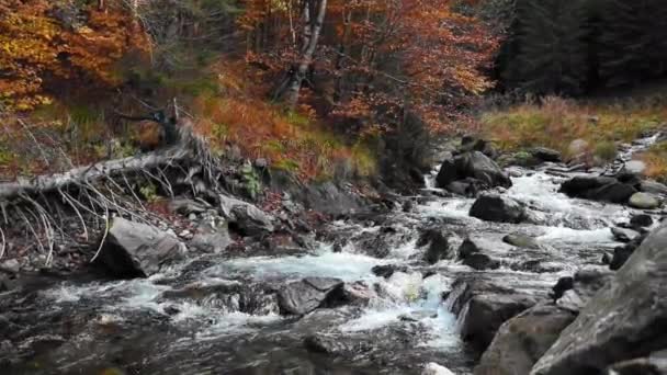 Rio Cênico Floresta Com Uma Série Cascatas Durante Outono Filmado — Vídeo de Stock