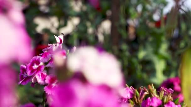 Ein Video Vom Blühenden Garten — Stockvideo