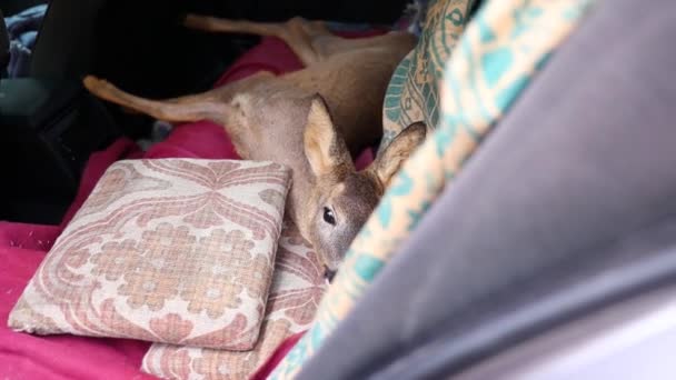 Closeup Rescued Deer Resting Given First Aid Checkup Shot — Stock Video