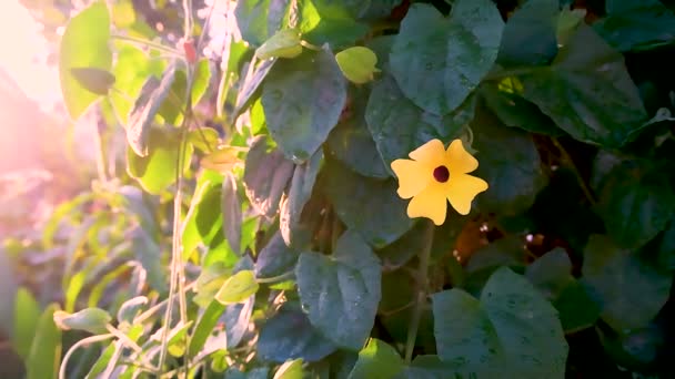 아름다운 식물학적 — 비디오